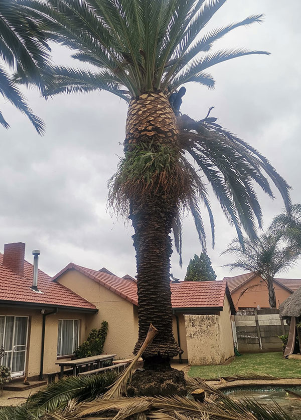 Palm Tree Trimming Palm tree trimming Johannesburg