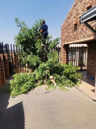 Justin-Tree-Felling-10