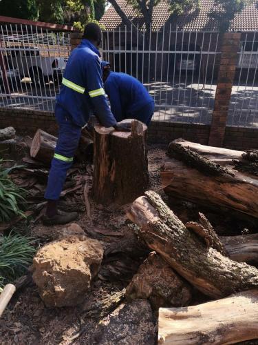 Justin-Tree-Felling-14