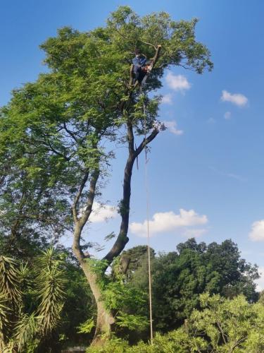 Justin-Tree-Felling-15
