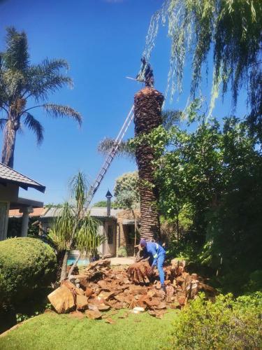 Justin-Tree-Felling-22