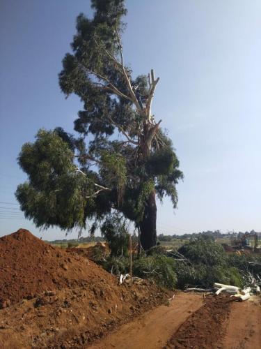 Justin-Tree-Felling-3